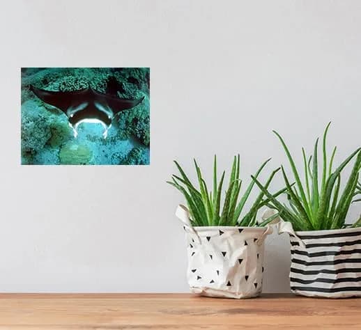 Impact Posters Gallery Underwater Ocean Animal Manta Ray Sea Life Wall Decor 16x20 | Vibrant Marine Scene thumbnail 7