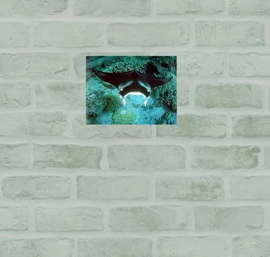 Impact Posters Gallery Underwater Ocean Animal Manta Ray Sea Life Wall Decor 16x20 | Vibrant Marine Scene thumbnail 2