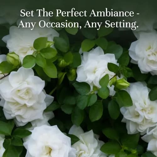 P&J Trading Fragrance Oil for Diffusers Gardenia 10ml | Versatile DIY Essential Oil thumbnail 2