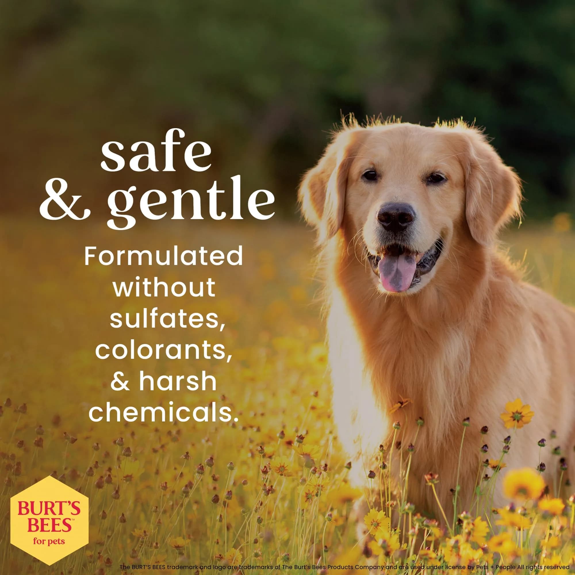 Burt's Bees for Pets Itch Soothing Dog Shampoo Honeysuckle 473ml (16 Fl Oz) | Gentle pH-Balanced Formula for Dogs - view 5