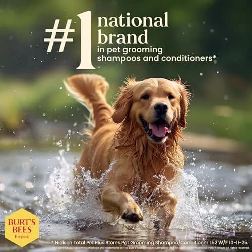 Burt's Bees for Pets Itch Soothing Dog Shampoo Honeysuckle 473ml (16 Fl Oz) | Gentle pH-Balanced Formula for Dogs thumbnail 7