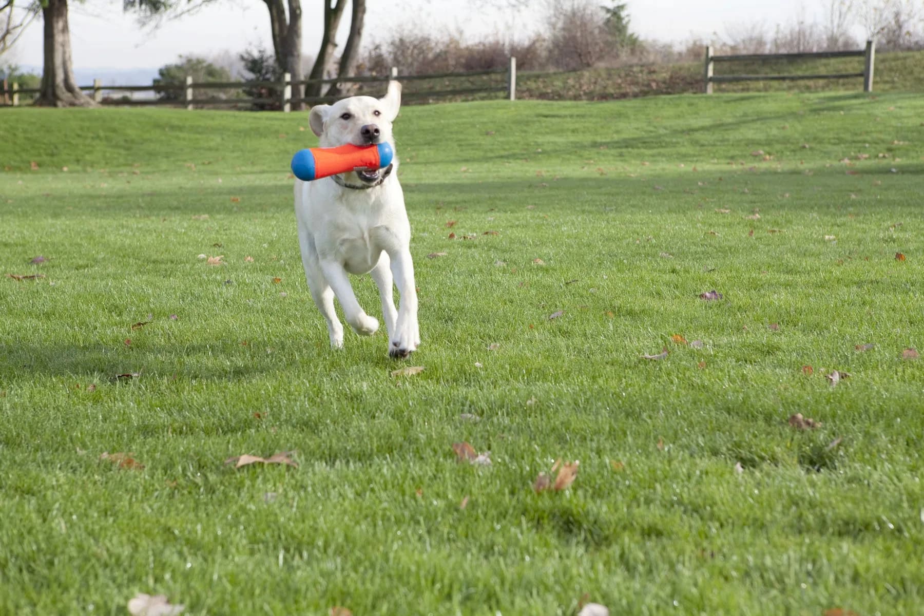 ChuckIt! Tumble Bumper Dog Toy Medium | Random Bounce & High Float for Water Play - view 5