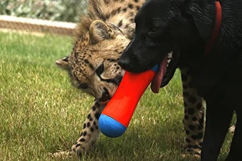 ChuckIt! Tumble Bumper Dog Toy Medium | Random Bounce & High Float for Water Play thumbnail 2