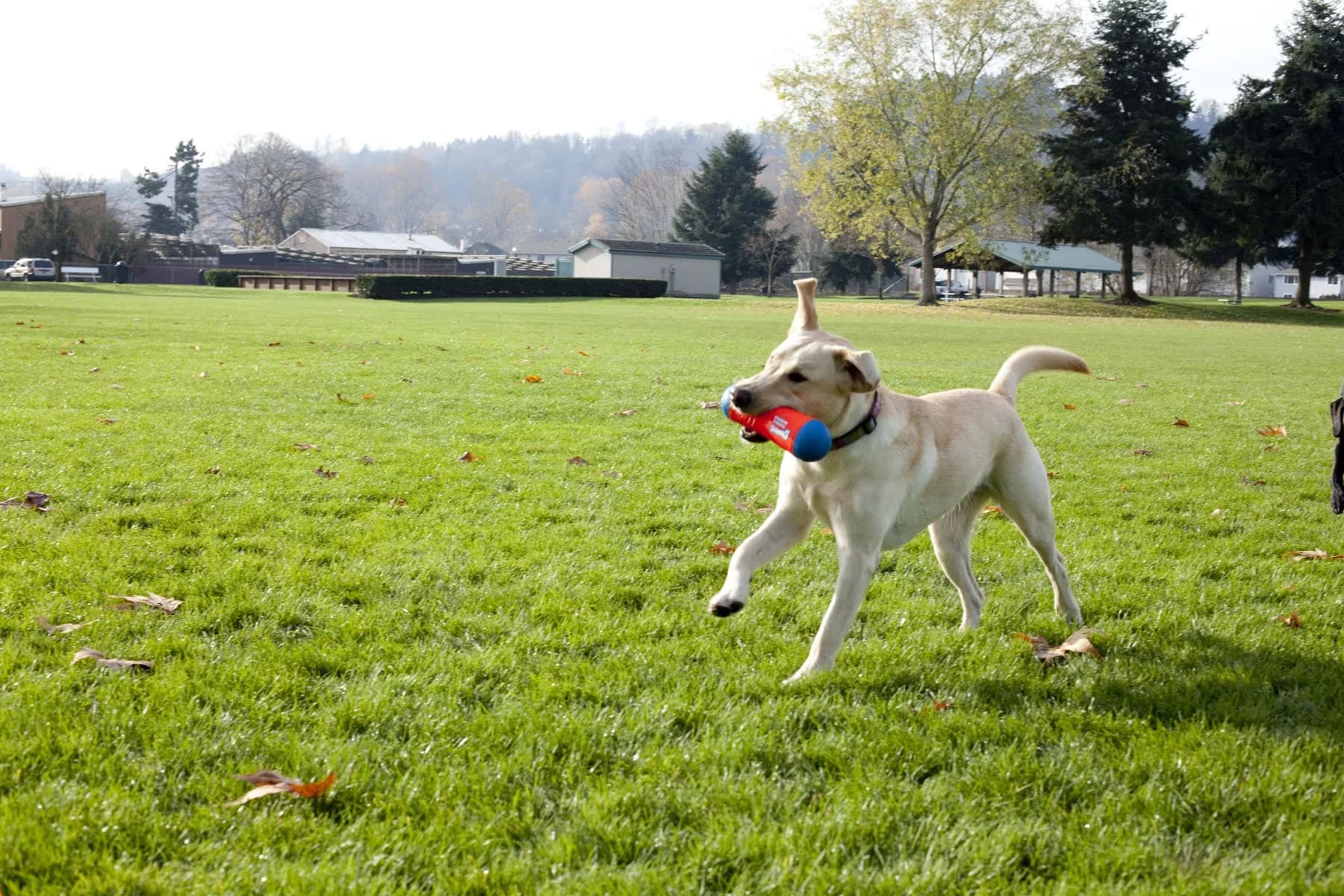 ChuckIt! Tumble Bumper Dog Toy Medium | Random Bounce & High Float for Water Play - view 3