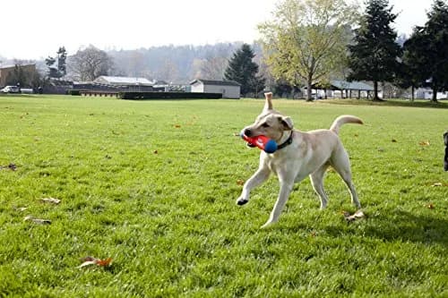 ChuckIt! Tumble Bumper Dog Toy Medium | Random Bounce & High Float for Water Play thumbnail 3