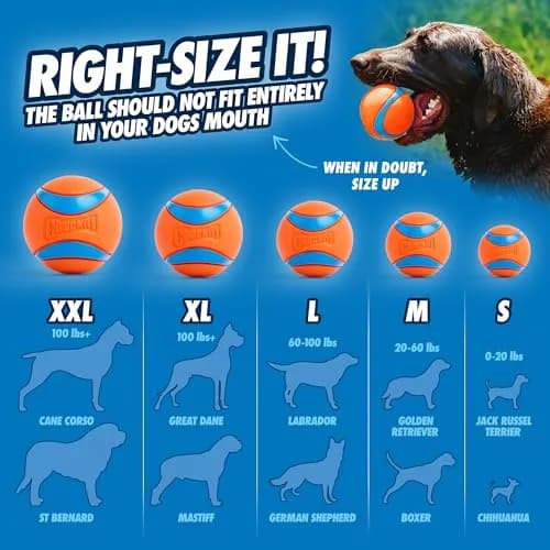 Chuckit! Ultra Ball Dog Toy XXL (10.2cm / 4in) | High Bounce, Floats, Durable Rubber for Large Dogs thumbnail 4
