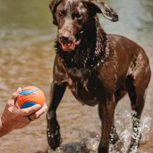 Chuckit! Ultra Ball Dog Toy XXL (10.2cm / 4in) | High Bounce, Floats, Durable Rubber for Large Dogs thumbnail 3