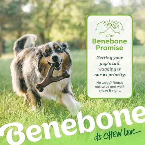 Benebone Wishbone Durable Dog Chew Toy for Aggressive Chewers, Real Bacon Flavor, Medium | Tough Nylon Chew Toy for Dogs thumbnail 6