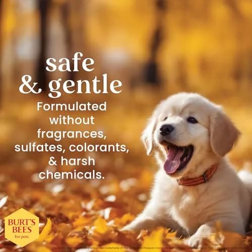 Burt's Bees for Pets Tearless Puppy Shampoo & Conditioner with Buttermilk, 473ml (16 Fl Oz) | Gentle 2-in-1 Formula for Sensitive Skin thumbnail 5