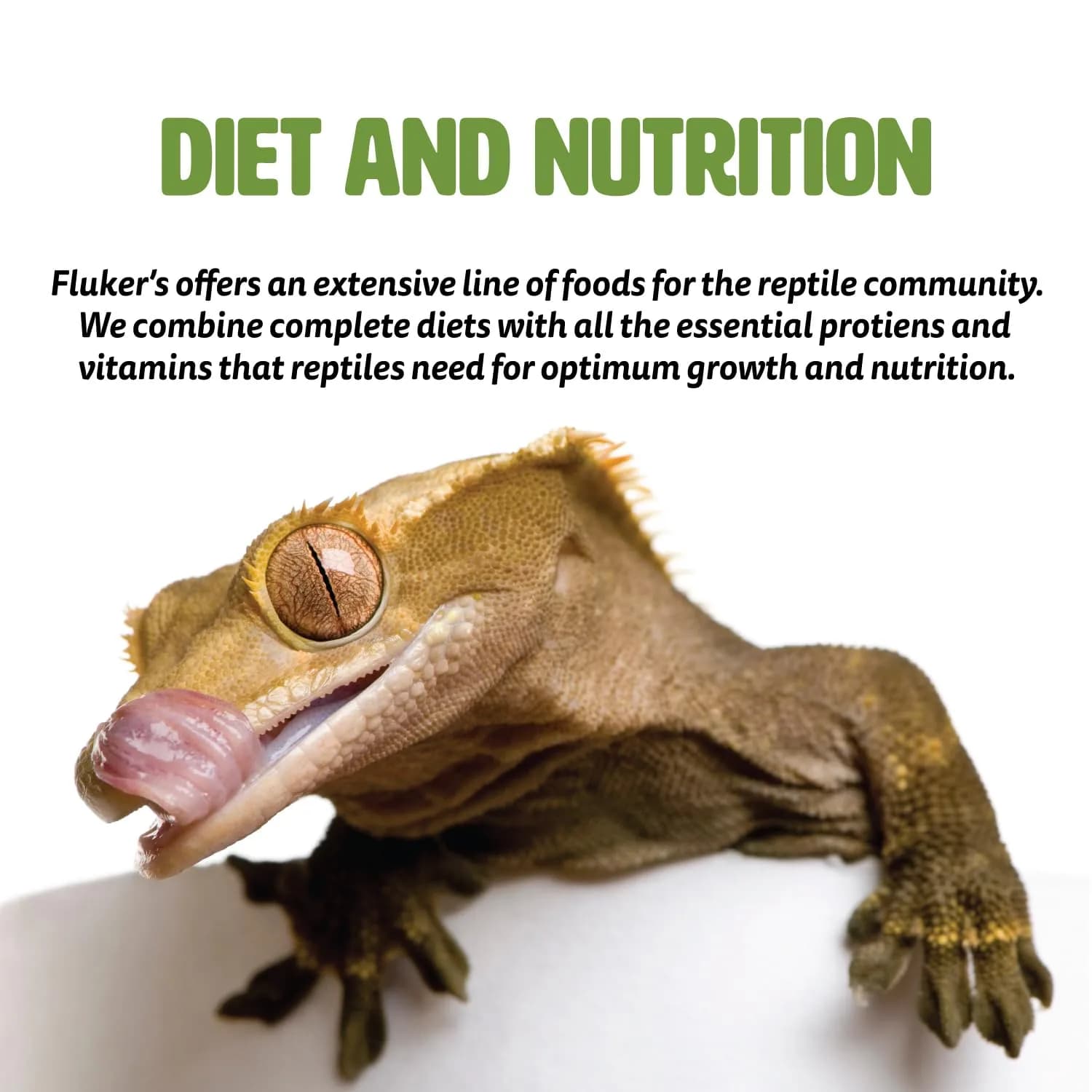 Fluker's Premium Tortoise Diet Small Pellet Food 198 g (7 oz) | Balanced Nutrition for All Tortoises & Box Turtles - view 5