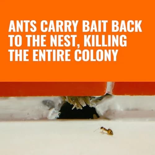 Terro Ant Killer Bait Stations T300B, 12 Count | Borax Formula Kills Colony thumbnail 3