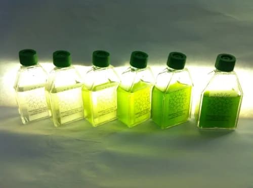 Algae Research Supply Algae Culture Kit Spirulina | School Science Fair & Classroom Experiment thumbnail 2