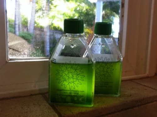 Algae Research Supply Algae Culture Kit Spirulina | School Science Fair & Classroom Experiment thumbnail 3