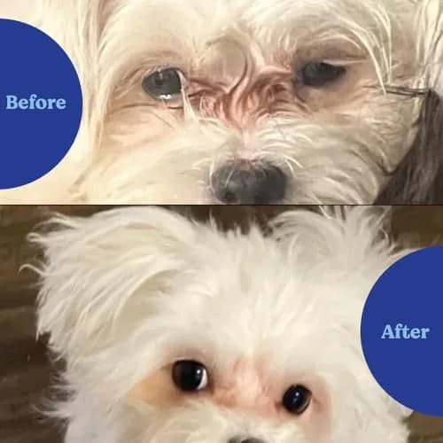 Angels' Eyes Natural Tear Stain Prevention Soft Chews for Dogs | Chicken Formula 120 Count | Daily Supplement to Reduce Eye Stains thumbnail 2