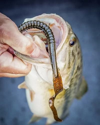 Berkley PowerBait Power Worm Fishing Bait, Black Grape, 10in | Classic Curly Tail Profile for Spring, Summer & Fall Fishing thumbnail 2