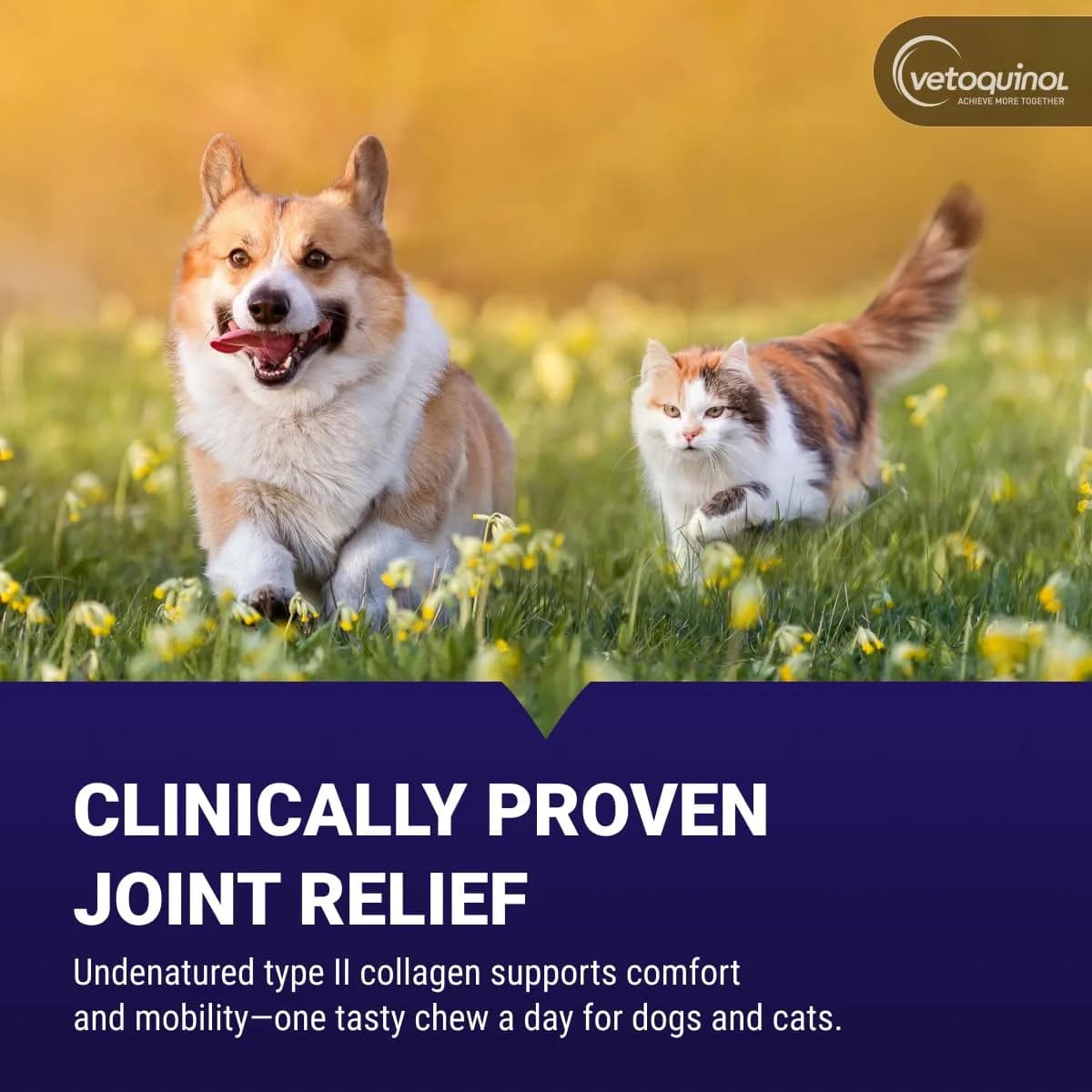 Vetoquinol Flexadin Advanced Hip and Joint Supplement for Dogs & Cats with Undenatured Collagen, 30 Soft Chews | Vet-Approved Formula for Joint Support - view 2