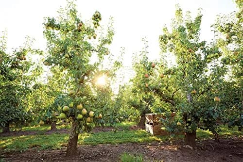 Harry & David Royal Riviera Pears - Family Affair, 6Lb | Juicy, Handpicked Pears from Oregon thumbnail 4