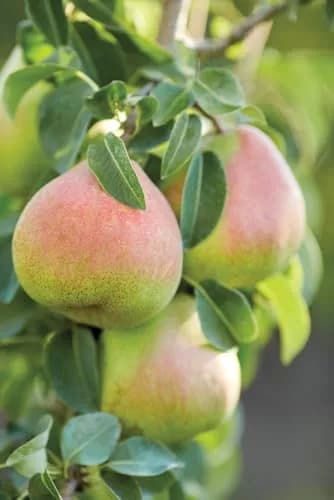 Harry & David Royal Riviera Pears - Family Affair, 6Lb | Juicy, Handpicked Pears from Oregon thumbnail 5