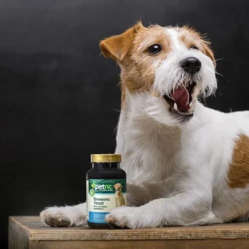 PetNC Natural Care Brewers Yeast Dog Skin and Coat Supplement 250 Chewables | Promotes Healthy Skin & Glossy Coat thumbnail 5