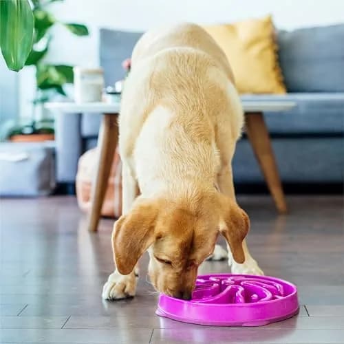 Outward Hound Fun Feeder Slo Bowl Large 4-Cup Capacity Purple Flower Pattern | Slow Feeder Dog Bowl for Fast Eaters thumbnail 6