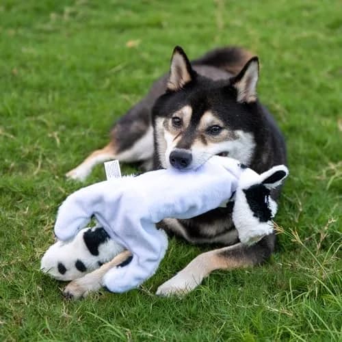 Best Pet Supplies 2-in-1 Stuffless Squeaky Dog Toy - Cow, Small | No Mess, Safe & Durable for Small Dogs thumbnail 6