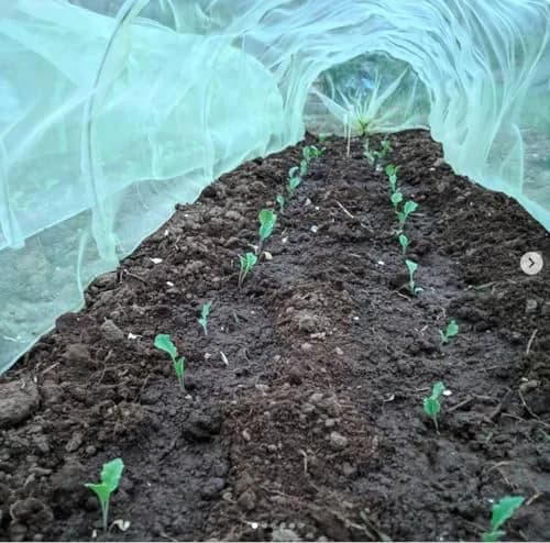Haxnicks Easy Micromesh Tunnel Garden Cloche Standard Protects Plants & Flowers thumbnail 4