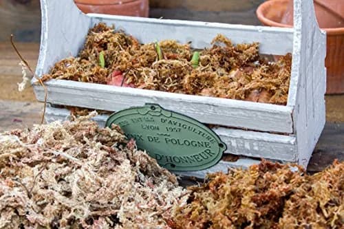 SuperMoss Orchid Sphagnum Moss 1.11 kg (2 lb) Bag | Premium Long Fiber for Orchids & Succulents thumbnail 6