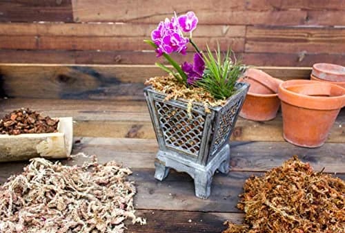 SuperMoss Orchid Sphagnum Moss 227g (8oz) | Long Fiber Natural Dried Moss for Orchids and Succulents thumbnail 5
