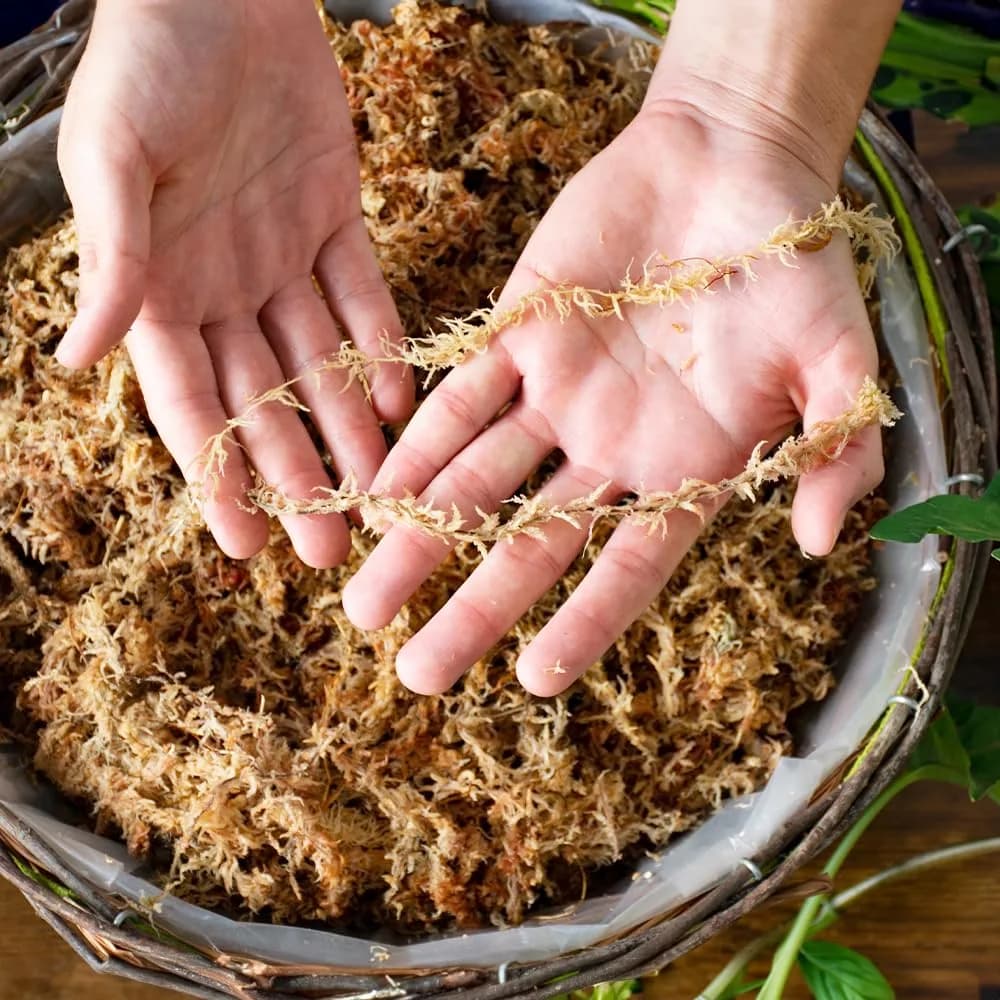 SuperMoss Natural Dried Sphagnum Moss 0.5 kg (1.1 lb) Mini Bale | Premium Long Fiber for Orchids & Succulents - view 5