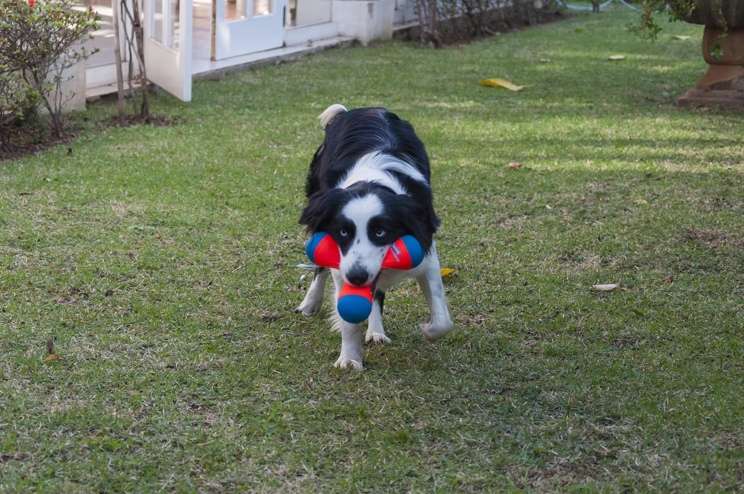 Chuckit! Tri-Bumper Fetch & Tug Dog Toy Medium | Tumbles, Floats, High-Visibility - view 9