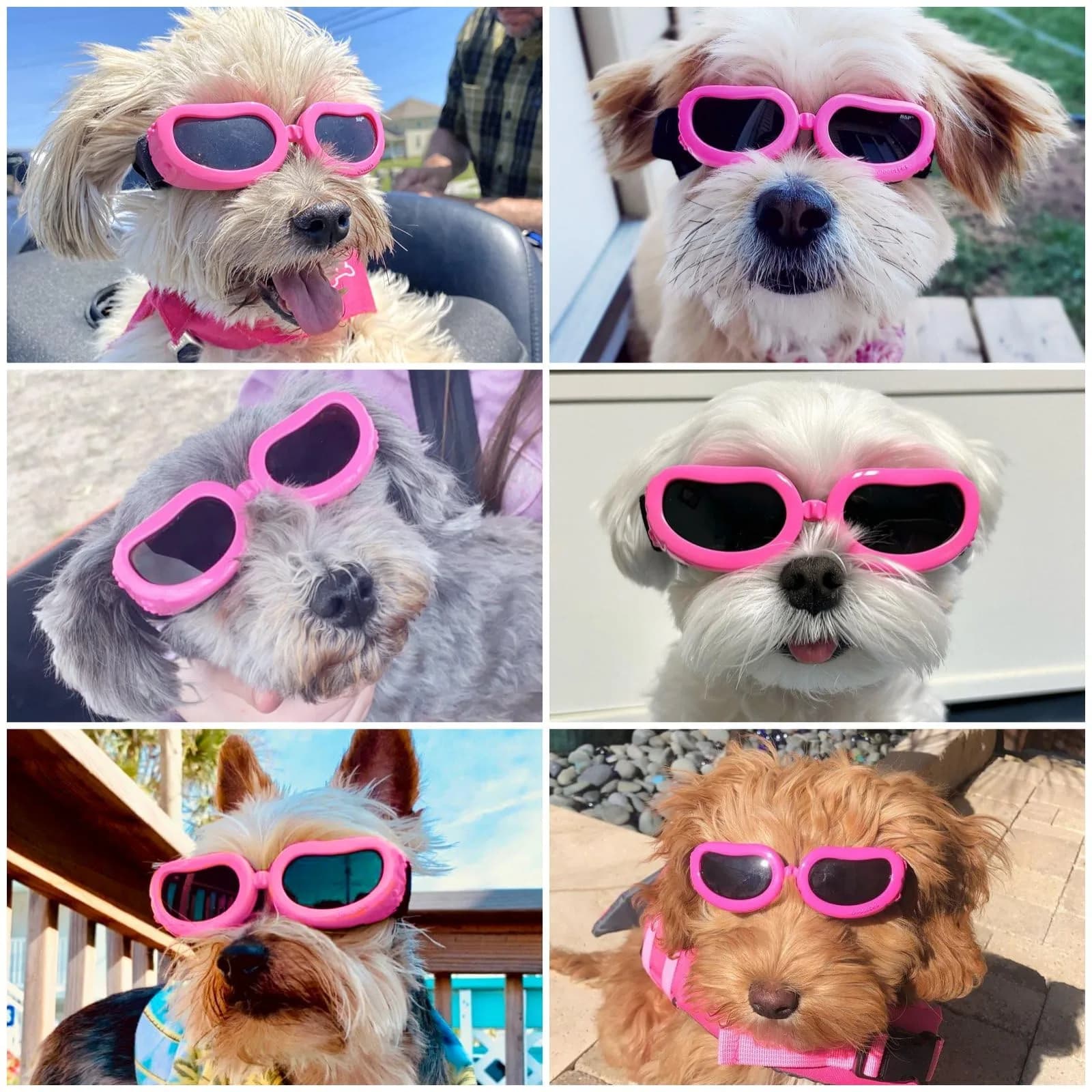 Enjoying Black Pet Apparel Dog Goggles UV Protection for Medium Breeds | Windproof & Adjustable - view 2