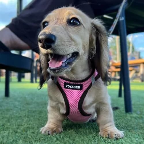 Best Pet Supplies Voyager Step-in Air Dog Vest Harness - Pink/Black, XS | Breathable, Reflective & Easy Fit thumbnail 6