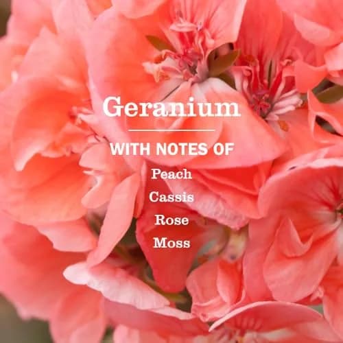 Mrs. Meyer's Clean Day Geranium Scent Hand Soap 375ml (12.5 Fl Oz) | Moisturizing Liquid Hand Soap for Soft Hands thumbnail 2