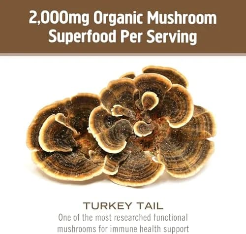 OM Mushroom Superfood Turkey Tail Organic Mushroom Powder 3.5 oz (99g) | Immune Support with Beta Glucans thumbnail 7