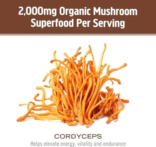 OM MUSHROOM SUPERFOOD Cordyceps Organic Mushroom Powder, 3.5 Oz | Supports Energy & Endurance thumbnail 7