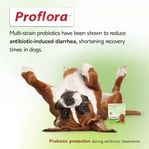 Proflora Probiotics & Prebiotics for Dogs 30 Sachets | Supports Gut & Immune Health thumbnail 9