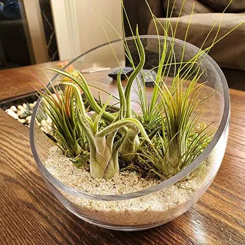 WGVI Slant Cut Bowl Glass Vase | 9" Width, 8.25" Height | Clear Terrarium & Floral Container thumbnail 4