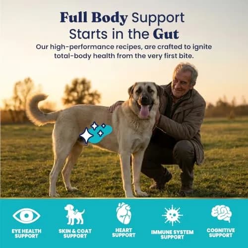 Solid Gold Lamb Dry Dog Food for Adult & Senior Dogs | High Protein with Probiotics (4LB) thumbnail 4