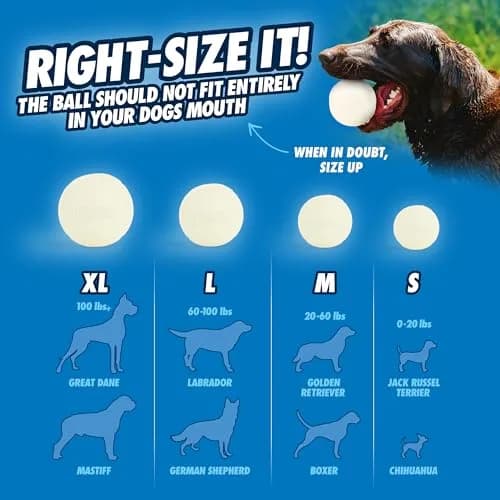 Chuckit! Max Glow Ball for Dogs, Large 7.6 cm (3 in) | Glows for 30 Min After 5 Min Charge thumbnail 7