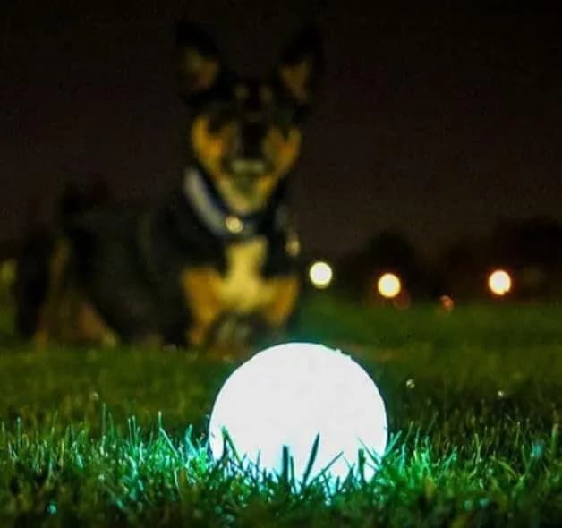 Chuckit! Max Glow Ball for Dogs, Large 7.6 cm (3 in) | Glows for 30 Min After 5 Min Charge thumbnail 2