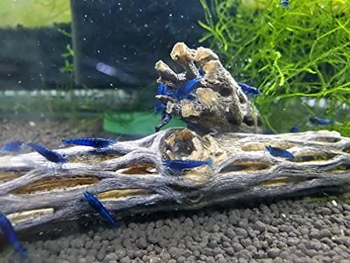 SoShrimp Natural Cholla Wood for Aquarium Decoration 3 Pieces (6 Inch Each) | Safe for Shrimp, Fish, and Reptiles thumbnail 4
