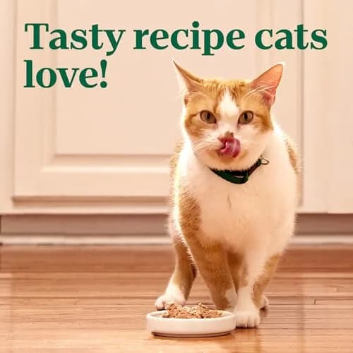 Nutro Perfect Portions Pate Wet Cat Food, Chicken Recipe, 2.6 oz | Grain-Free, Complete & Balanced for Adult Cats thumbnail 8