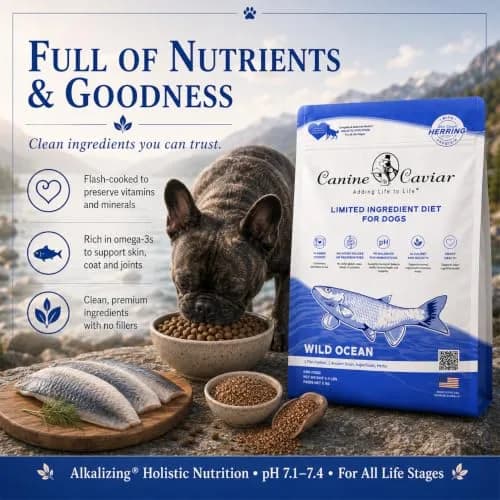 Canine Caviar Wild Ocean Dry Dog Food Herring & Teff 22 lb | Alkaline, Limited Ingredient, Natural Nutrition thumbnail 6
