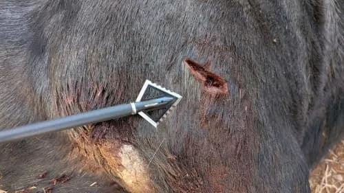 Magnus 4 Blade Hornet Ser-Razor Broadhead 100-Grain | Fixed Blade, Serrated, Deep Penetration thumbnail 3