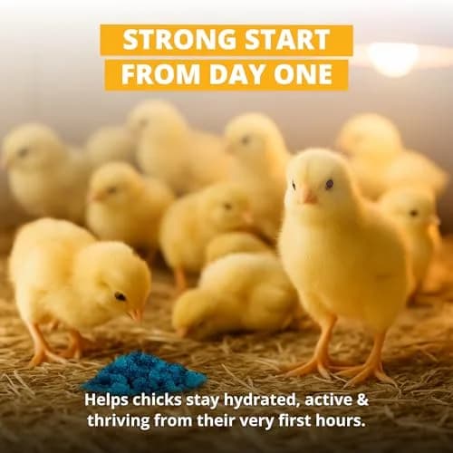 Stromberg's Peck n' Grow 0.28 oz Pack for 100 Chicks | Supports Early Chick Development thumbnail 8