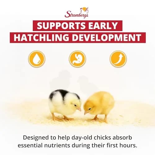 Stromberg's Peck n' Grow 0.28 oz Pack for 100 Chicks | Supports Early Chick Development thumbnail 2