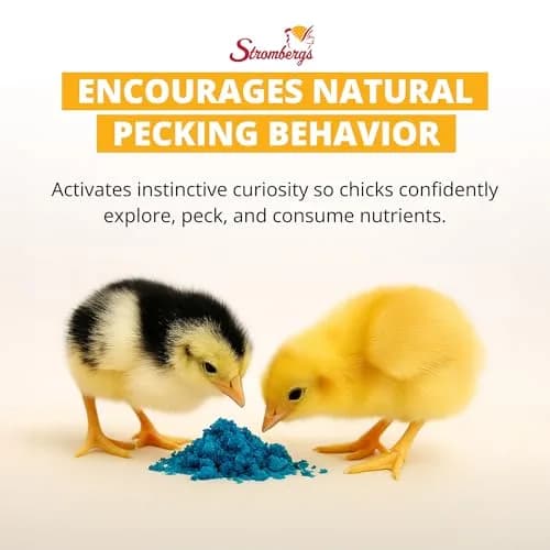 Stromberg's Peck n' Grow 0.28 oz Pack for 100 Chicks | Supports Early Chick Development thumbnail 3
