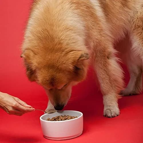 The Missing Link Senior Dog Supplement 1lb | Supports Bones, Joints, Skin, Heart & Cognition thumbnail 2