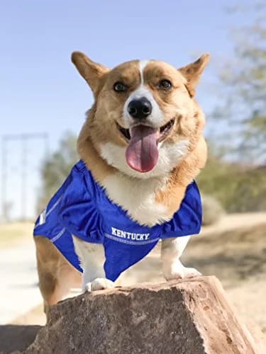Pets First NCAA College Kentucky Wildcats Mesh Jersey for DOGS & CATS Small | Licensed Dog Jersey with your Favorite Football College Team thumbnail 4