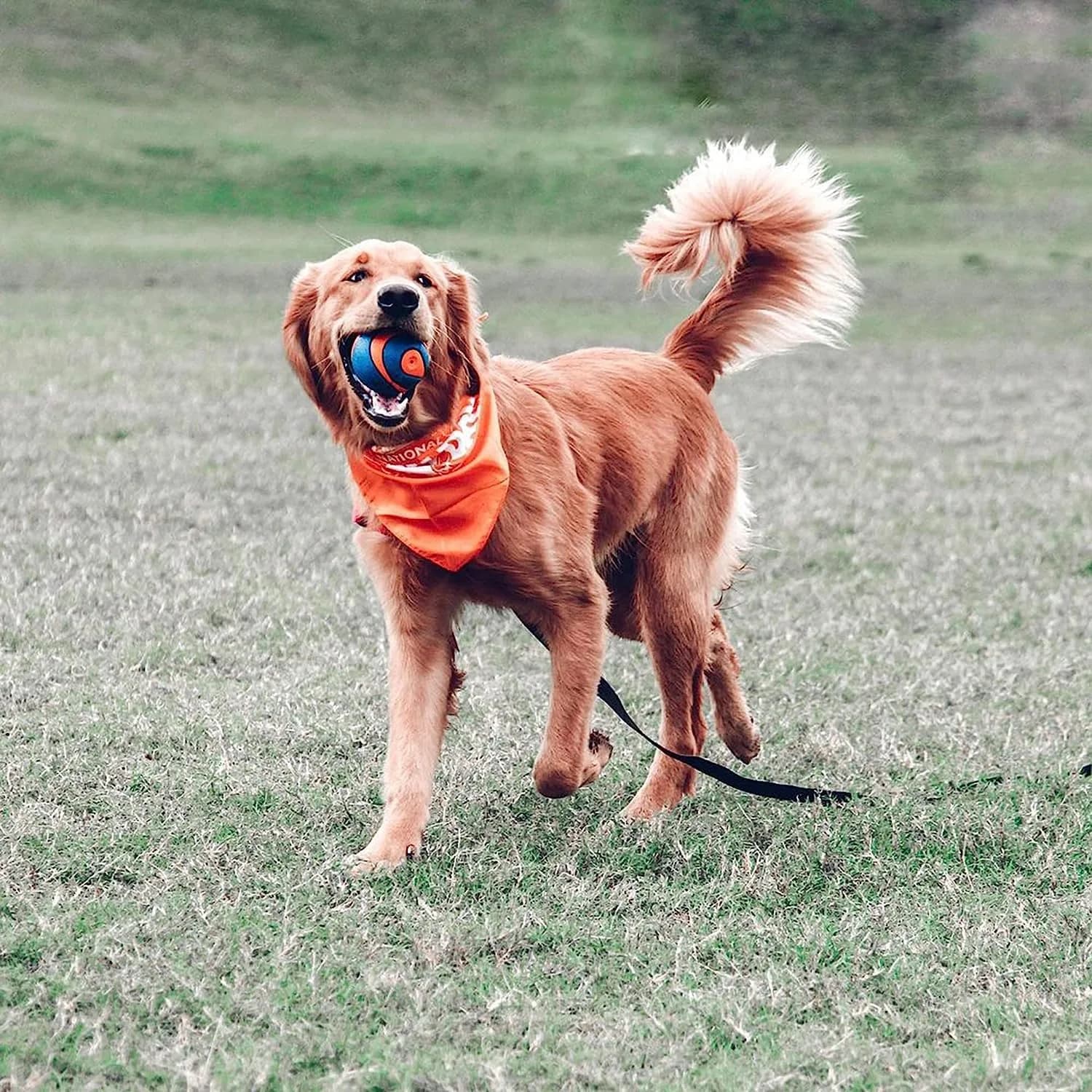Chuckit! Ultra Squeaker Ball Dog Fetch Toy, Large 7.6cm (3in) | Floats & Squeaks for Big Breeds - view 2